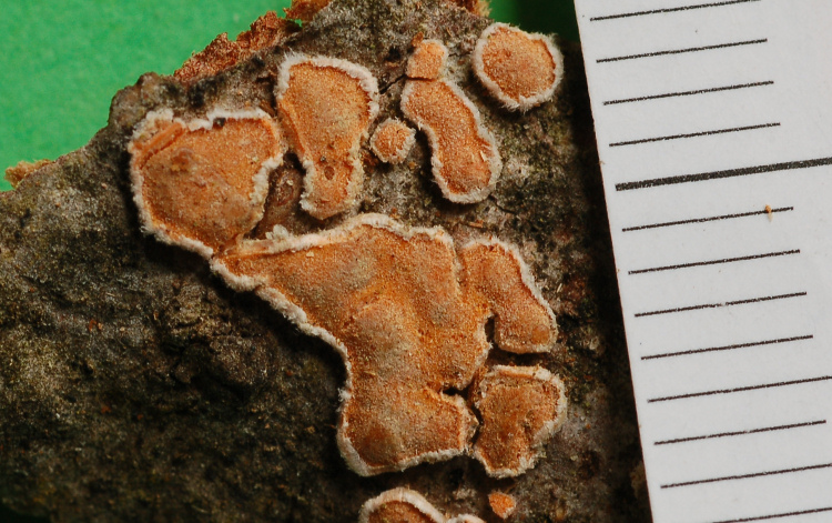 Aleurodiscus amorphus (Fr.)Schroeter